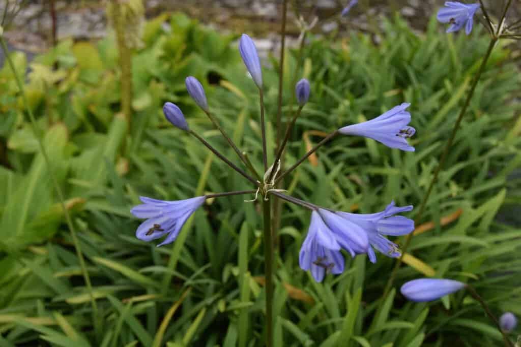 Agapanthus 'Peter Pan' ---